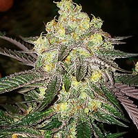 Candy Store RBX Feminised Seeds