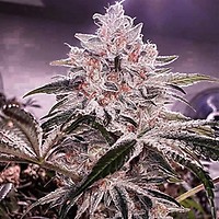 Ethos Apex R1 Feminised Seeds