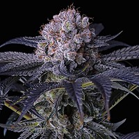 Grape Balls of Fire RBx Feminised Seeds