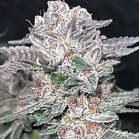 Mind Reaper Bx1 Feminised Seeds