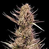 Garlic Muffin F1 Auto Feminised Seeds