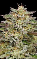 Golden Sands Feminised Seeds