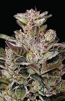 Donutz Triploid Feminised Seeds