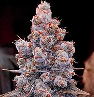 Banana Jealousy RF3 Auto Feminised Seeds