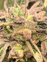 Apple Fritter S1 Feminised Seeds