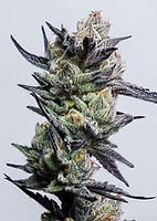 Huckleberry Punch Feminised Seeds