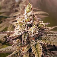 2 B Blunt Feminised Seeds