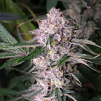 Kaleidozoap Feminised Seeds