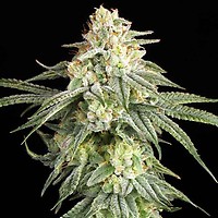 Runtzopia Feminised Seeds