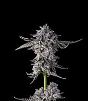 Candy Bezels Feminised Seeds