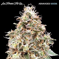 Forbidden Fruit Auto Feminised Seeds