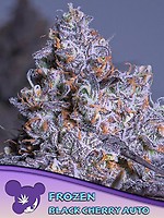 Frozen Black Cherry Auto Feminised Seeds