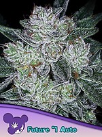 Future #1 Auto Feminised Seeds