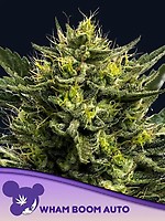 WHAM BOOM Auto Feminised Seeds
