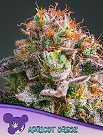 Apricot Oreoz Feminised Seeds