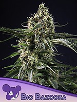 Big Bazooka Feminised Seeds