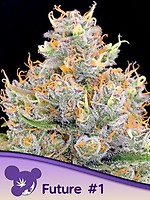 Future #1 Feminised Seeds