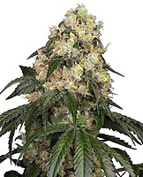 White Biscotti OG XXL Feminised Seeds