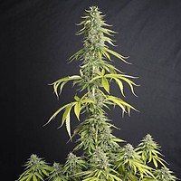 OId Toby Feminised Seeds