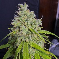 Orange Kush Auto Feminised Seeds