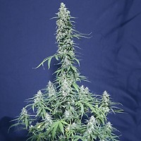 Super Watermelon Auto Feminised Seeds
