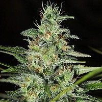 Monster CBD Feminised Seeds