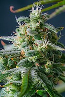 Magic Castle F1 Auto Feminised Seeds