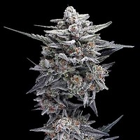 HG23 (Michael Jordan) Auto Feminised Seeds
