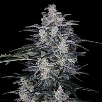MacNana Auto Feminised Seeds