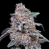 Purple People Eater Auto Feminised Seeds