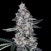 Watermelon Man Auto Feminised Seeds