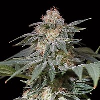 Lemon Tree FAST Feminised Seeds