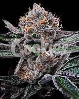 Candy Candy Feminised Seeds
