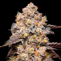 Dried Fruit Feminised Seeds