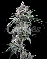 Pie Piss Feminised Seeds