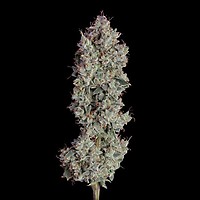 Shortcut Auto Feminised Seeds