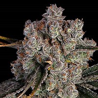 Candy Games #38 Feminised Seeds