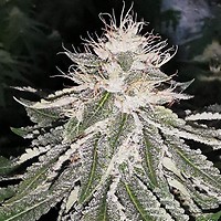MAC 11 Feminised Seeds