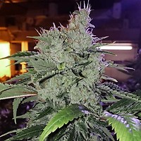 Chem Funk R1 Feminised Seeds