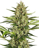 Jack Herer Auto Feminised Seeds