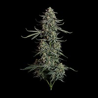 Blue Dream Auto Feminised Seeds