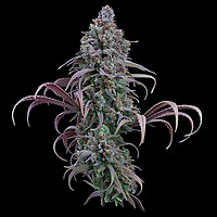 Rosetta Stone Feminised Seeds