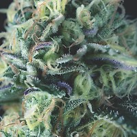 Cookies USA Auto Feminised Seeds
