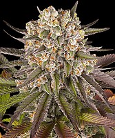 Limoncello Feminised Seeds