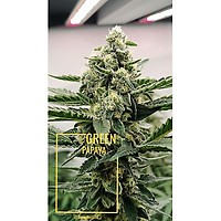 Green Papaya Feminised Seeds