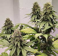 Kashmir Regular Seeds