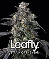 Super Boof Feminised Seeds