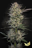 Candy Breath Feminised Seeds