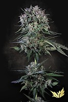 Doppler Feminised Seeds