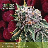 Mosca's Razzberries S1 Feminised Seeds